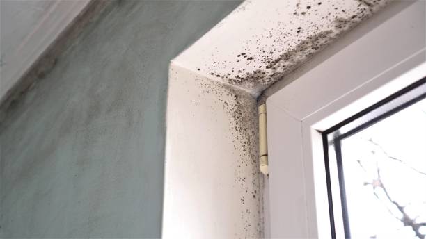 Best Forensic Mold Investigation  in Liberty, TX