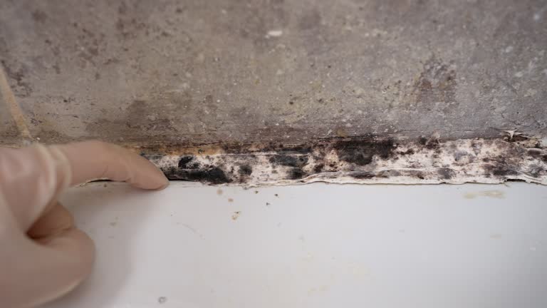 Best Mold Remediation for Vacation Homes  in Liberty, TX